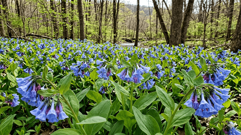 Virginia Bluebells